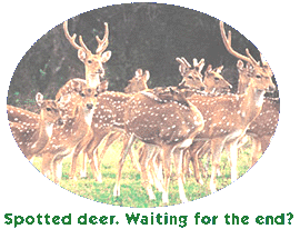 Spotted deer. Waiting for the  end?