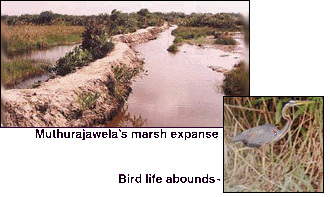 Muthurajawela's marsh expanse (inset) Bird life abounds