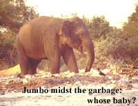 Jumbo midst the garbage: Whose baby?