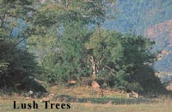 Lush trees