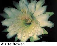 White flower