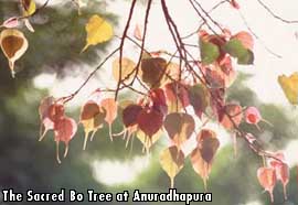 The Sacred Bo Tree at Anuradhapura