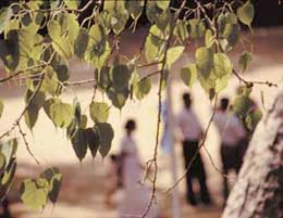 The Sacred Bo Tree at Anuradhapura