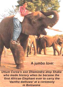 A jumbo love