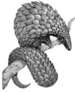 pangolins