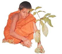 A young samanera tends a yong plant lovingly