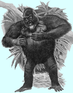 Gorillas