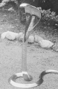 Cobra: the most spiritual of animals