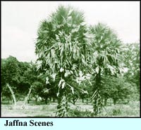 Jaffna Scenes