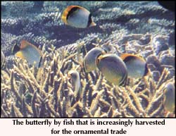 The butterfly by fish that is increasingly harvested for the ornamental trade