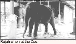 Rajah when at the Zoo