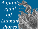 A giant squid off Lankan shores
